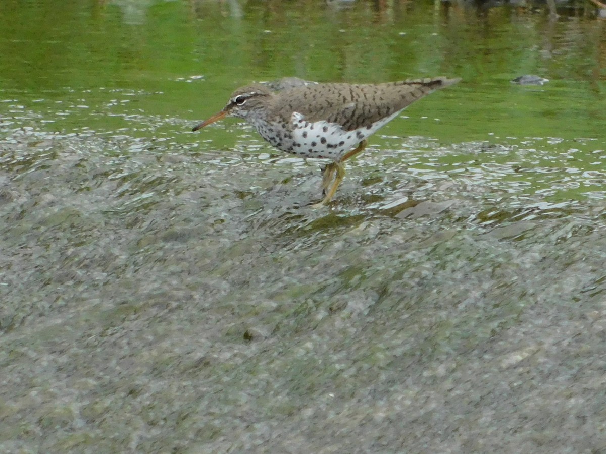 Spotted Sandpiper - ML331468071