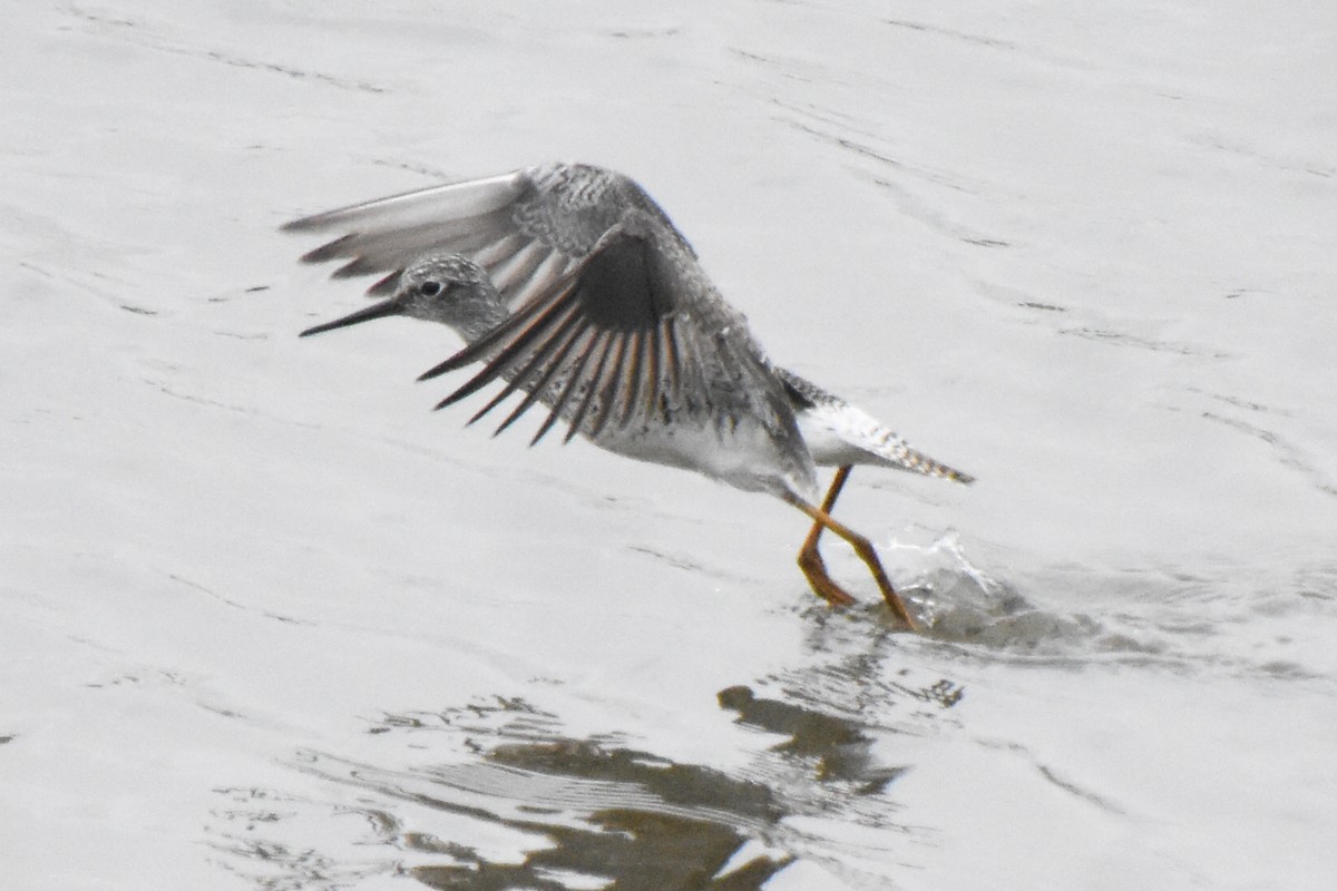 Lesser Yellowlegs - Haley Gottardo