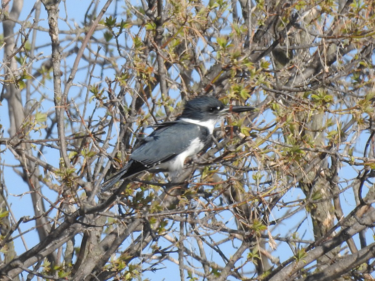 Belted Kingfisher - Darlene  Peterson