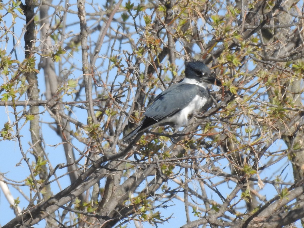 Belted Kingfisher - Darlene  Peterson