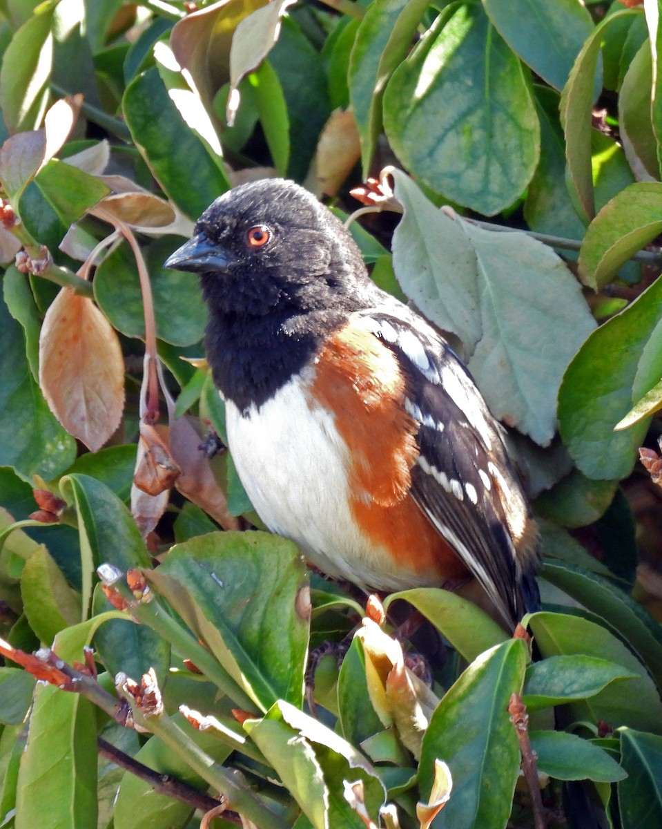 Spotted Towhee - ML331471591
