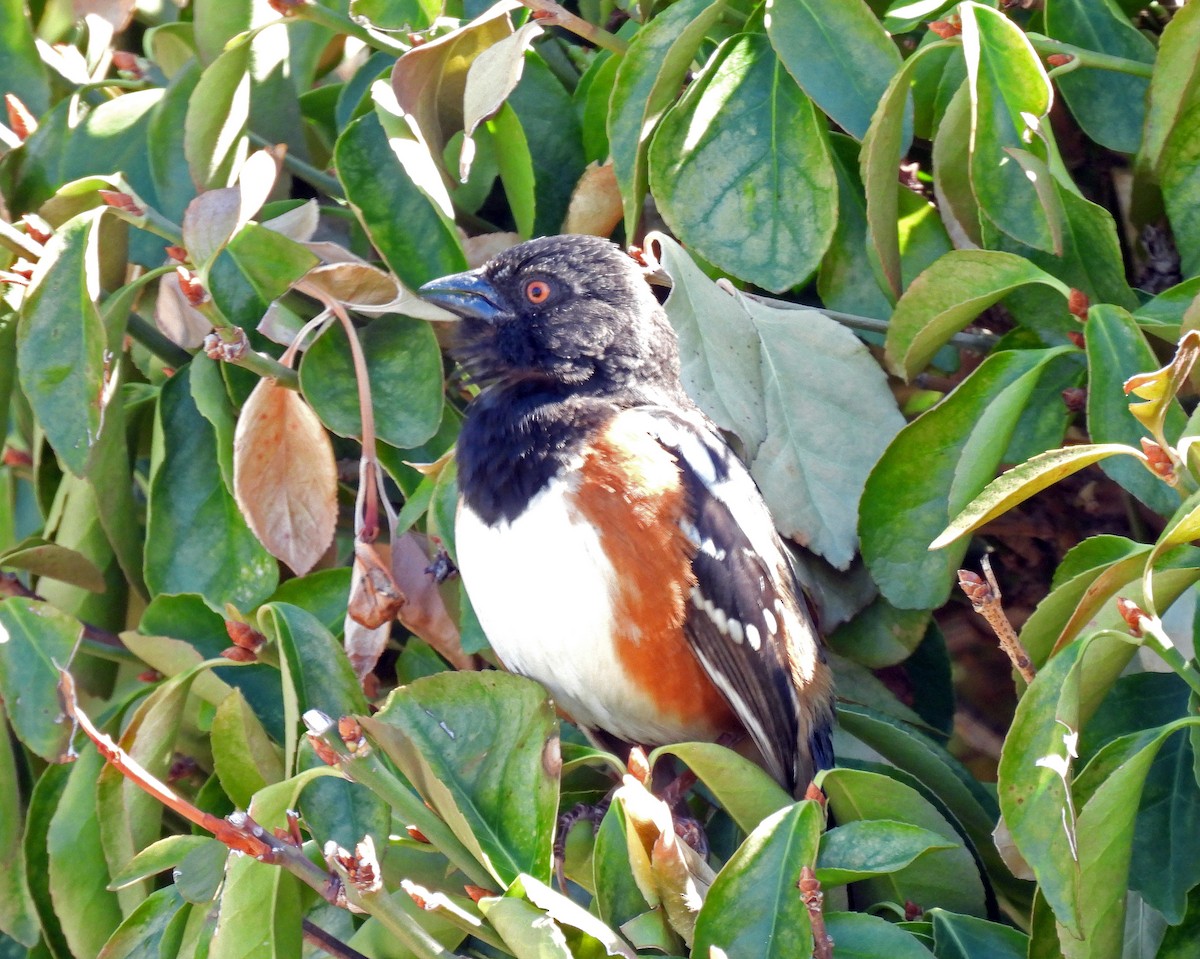 Spotted Towhee - ML331471621