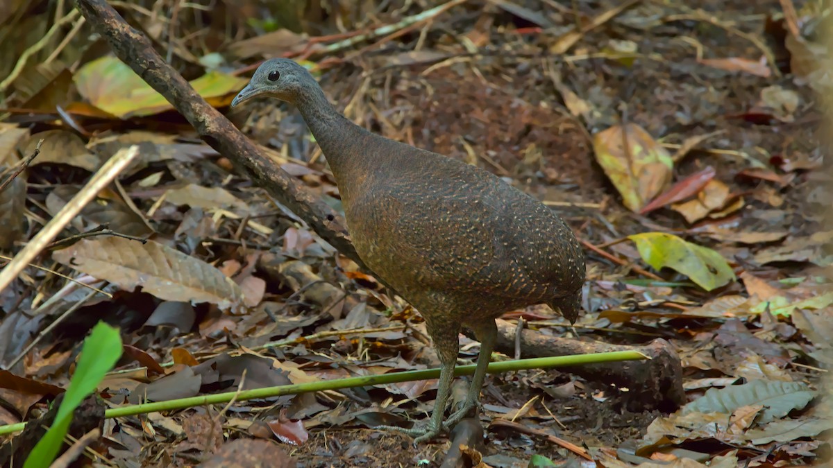 Highland Tinamou - ML331471691