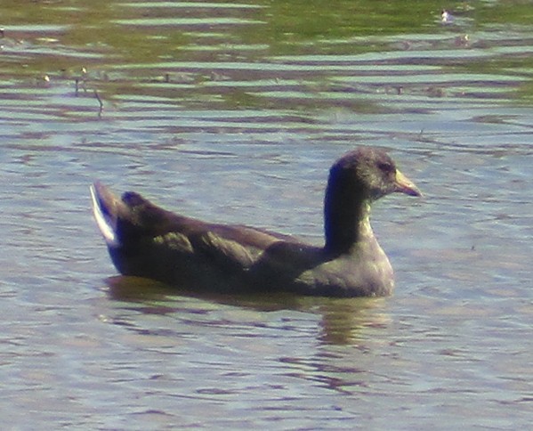 American Coot - Steve Nord