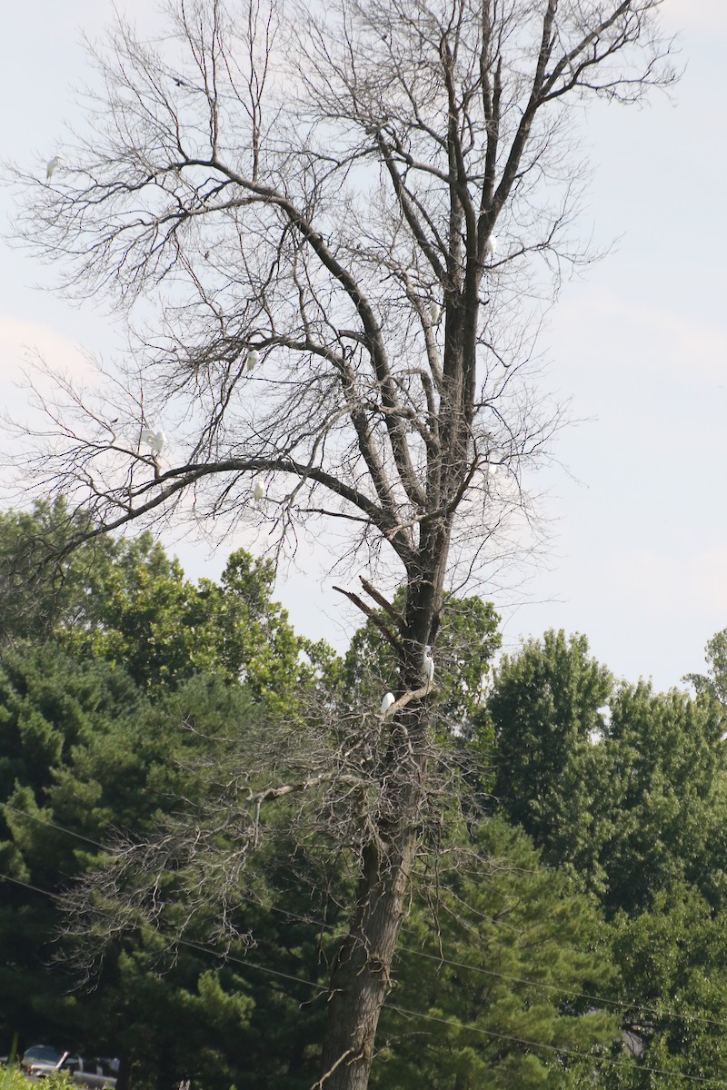 Great Egret - ML331472621