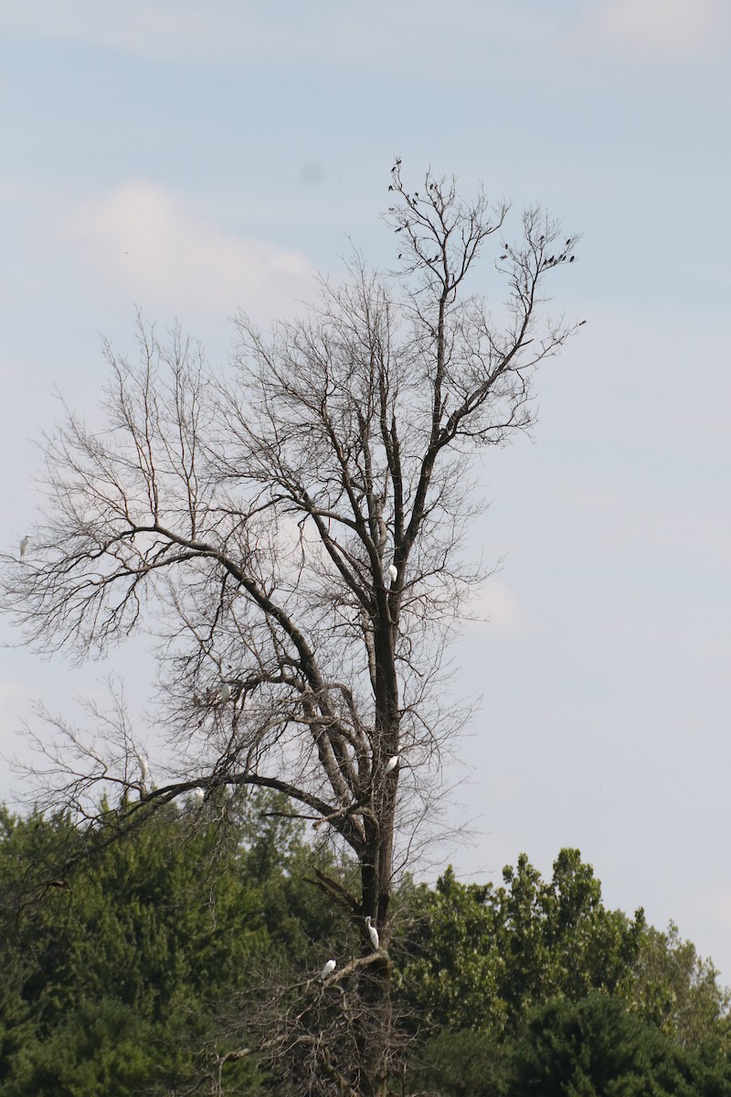 Purple Martin - Alexandria Horne