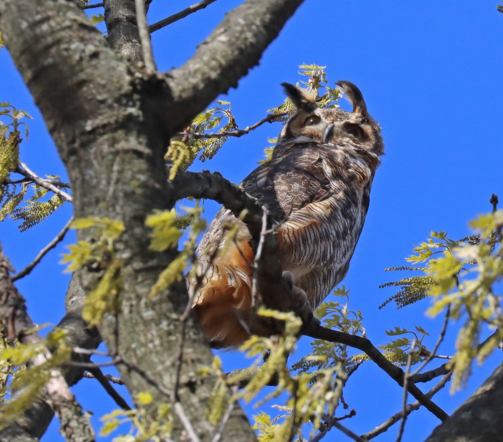 Great Horned Owl - ML331473121