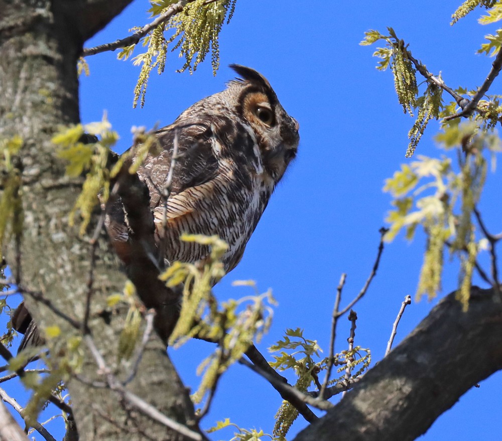 Great Horned Owl - ML331473141