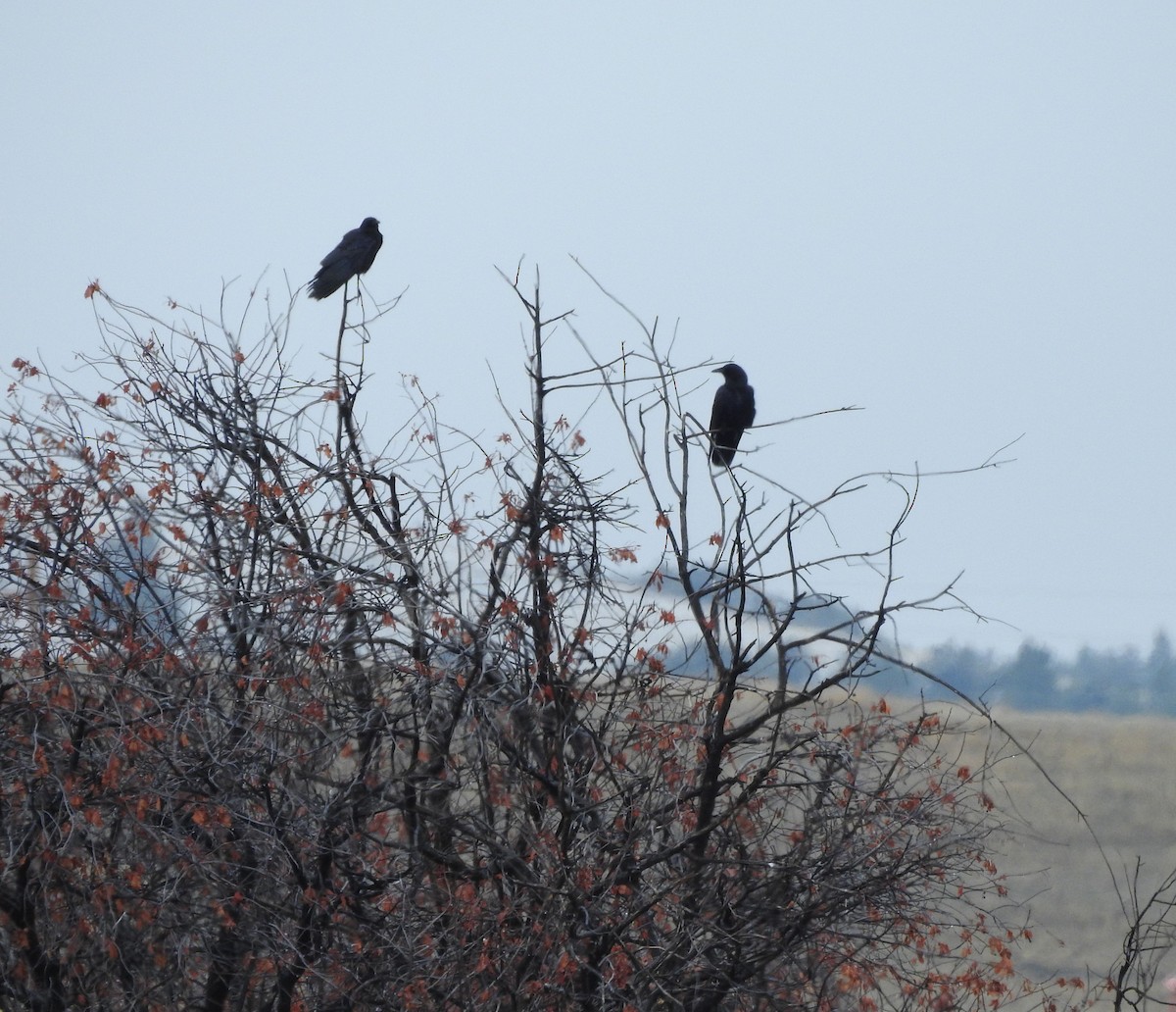 American Crow - ML331474001