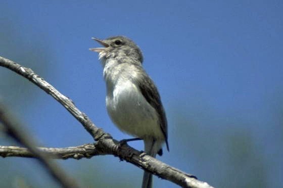 Bell's Vireo - ML33147421