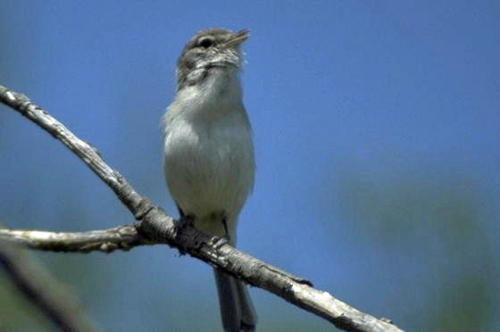 Bell's Vireo - ML33147431