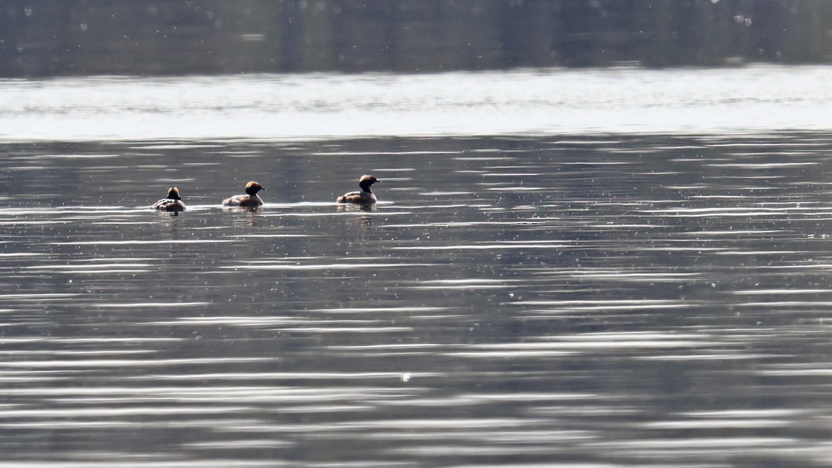 Horned Grebe - ML331474981