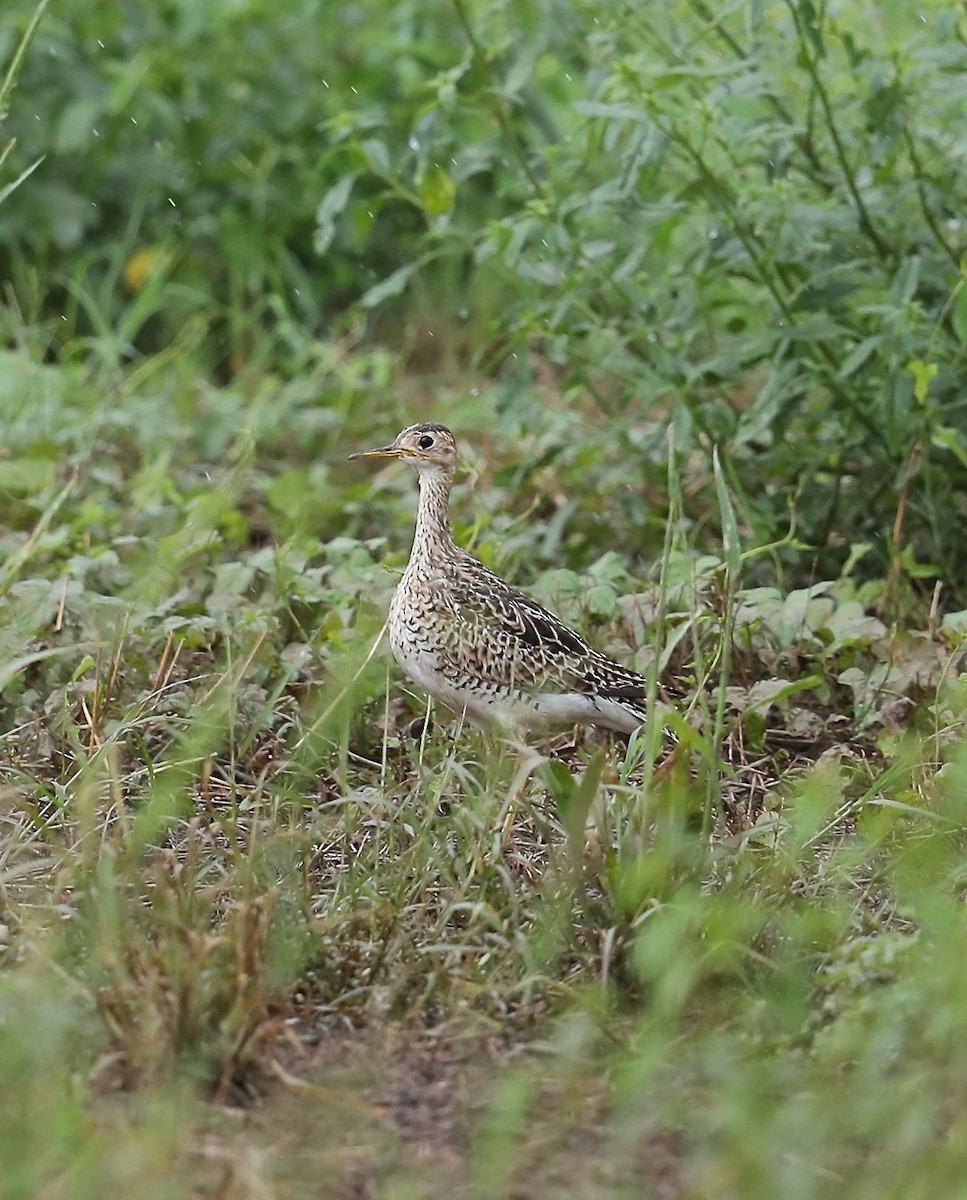 Upland Sandpiper - ML33147681