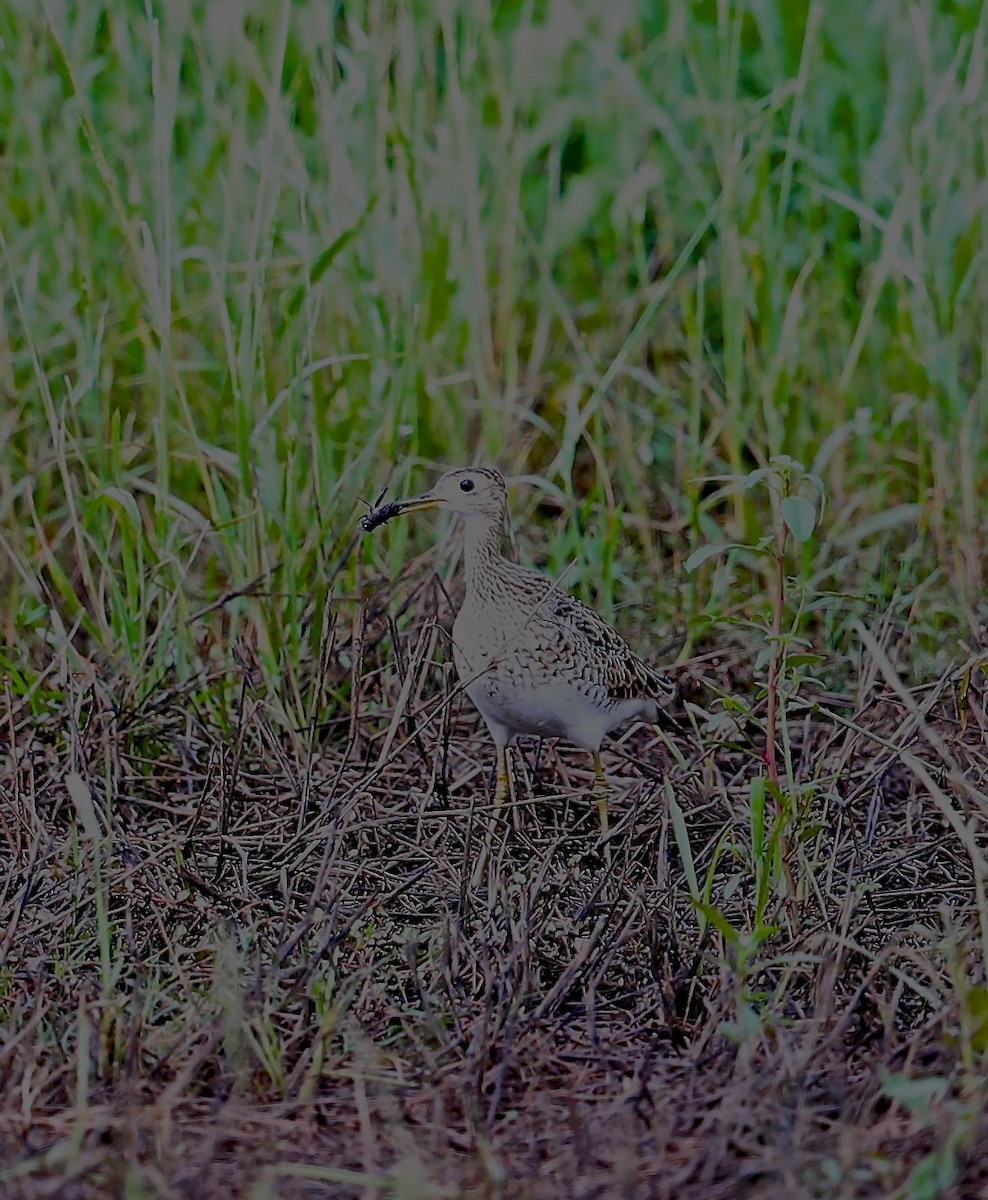 Upland Sandpiper - ML33147691