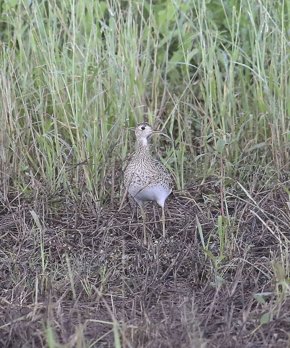 Upland Sandpiper - ML33147751