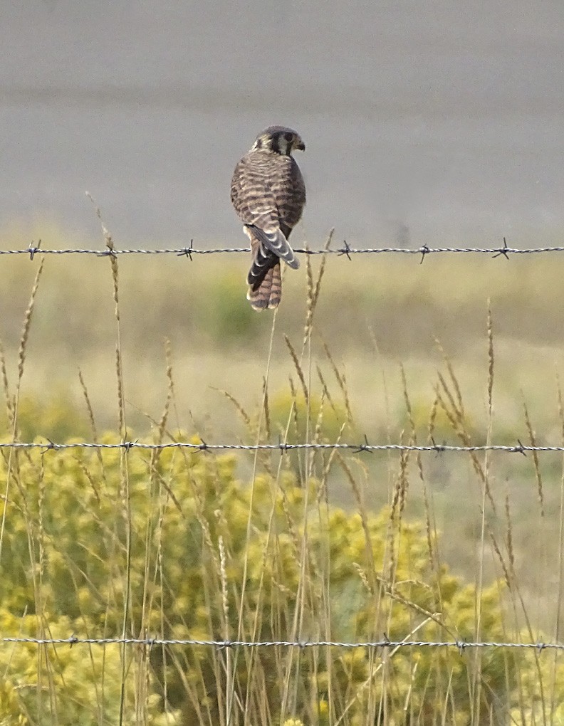 American Kestrel - ML33147771