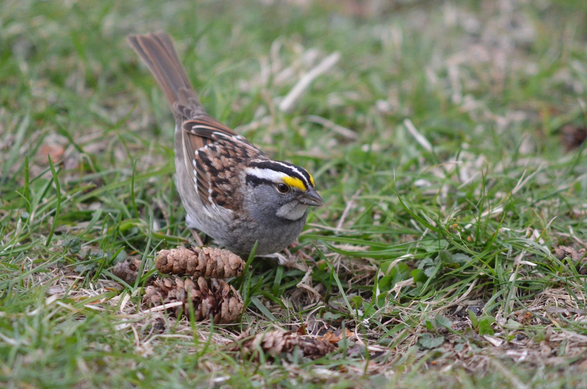 White-throated Sparrow - Deane Atherton