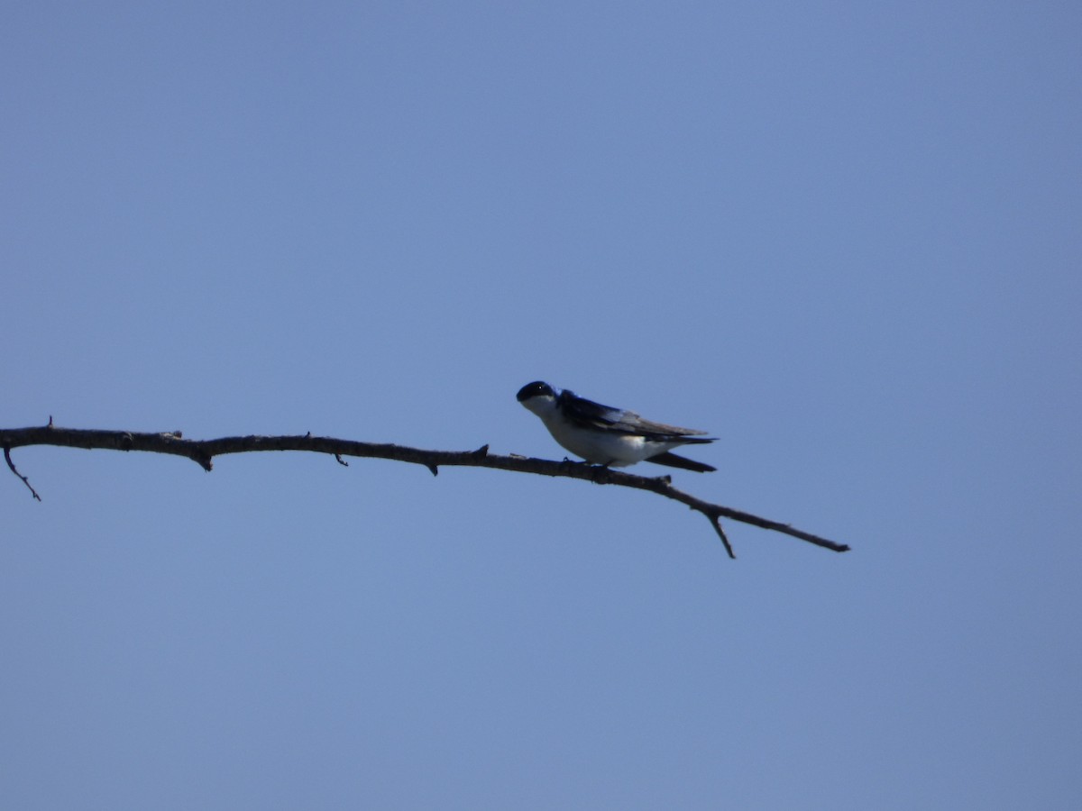 Tree Swallow - ML331479611