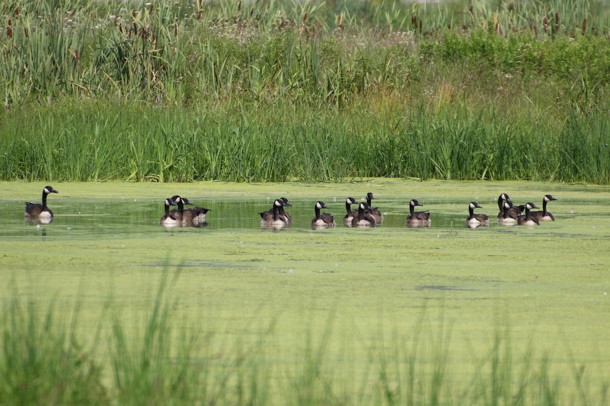 Canada Goose - ML331479741