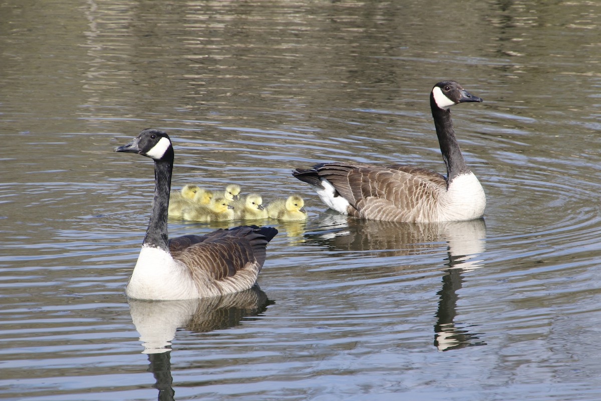 Canada Goose - ML331480111