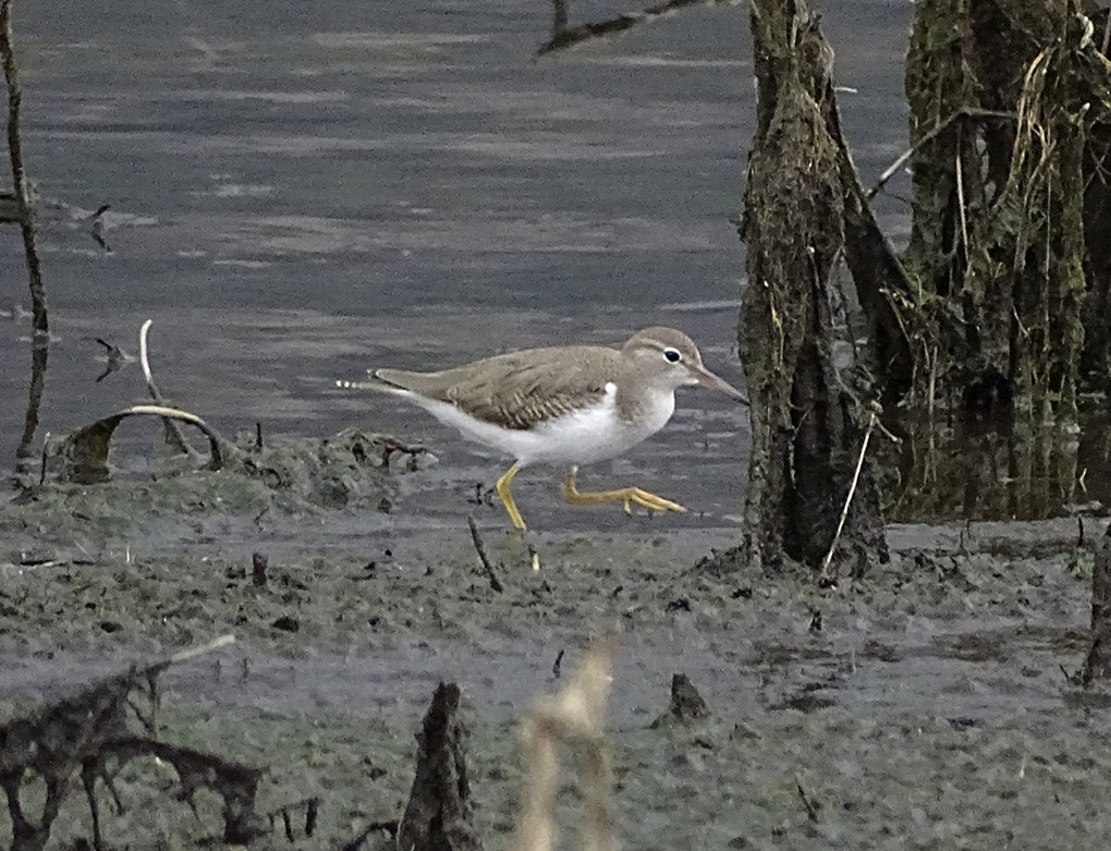 Spotted Sandpiper - Nancy Overholtz