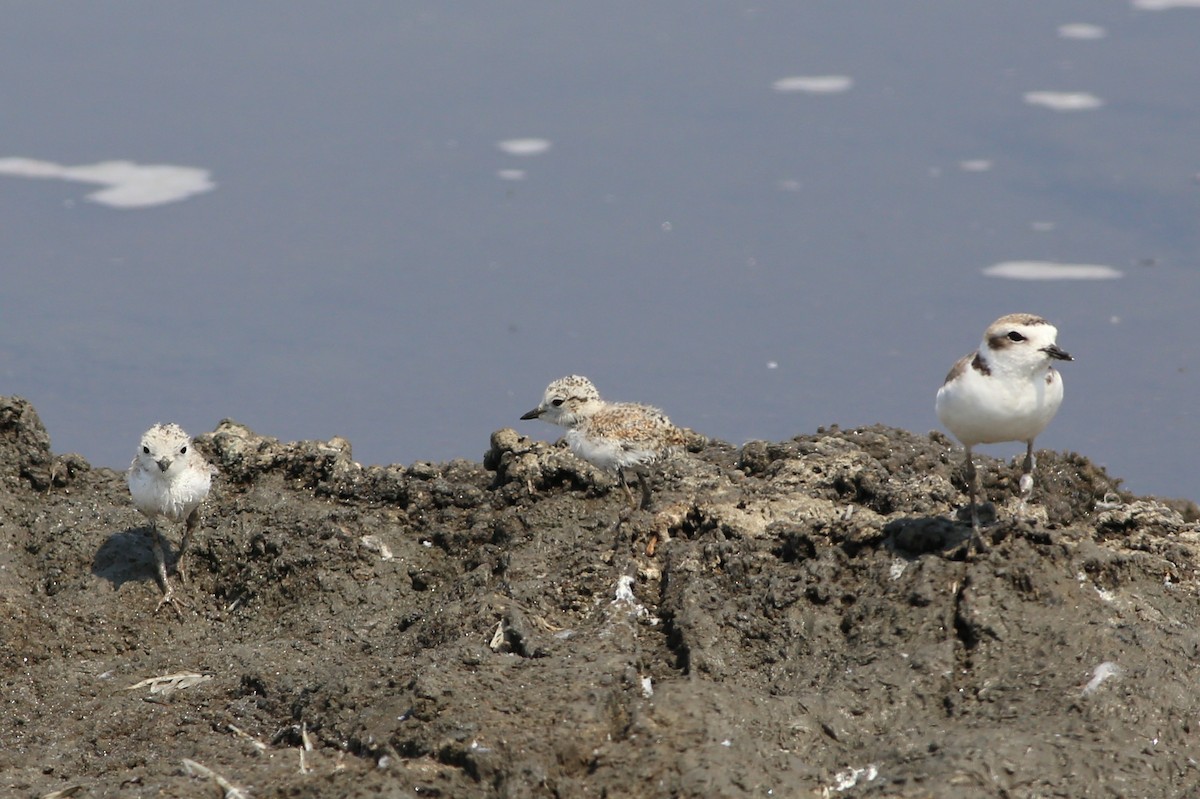 Snowy Plover - ML33148171