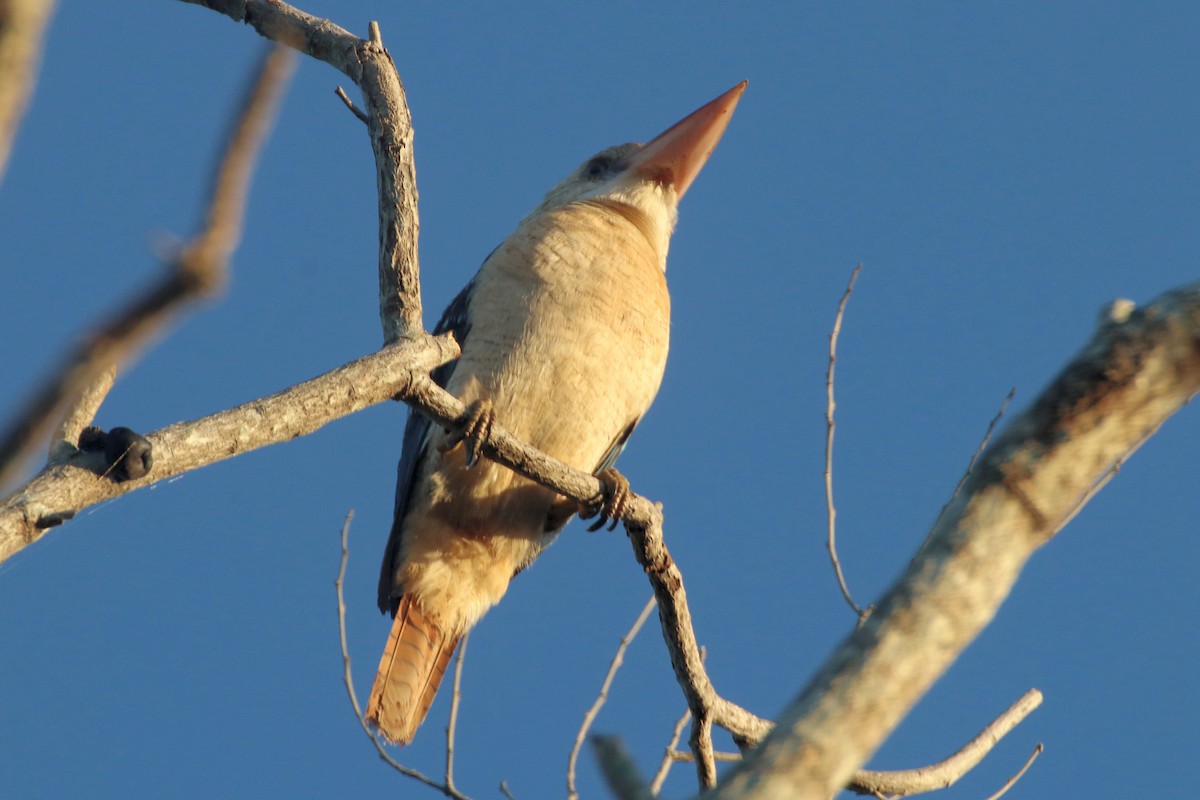 Blue-winged Kookaburra - ML331481881