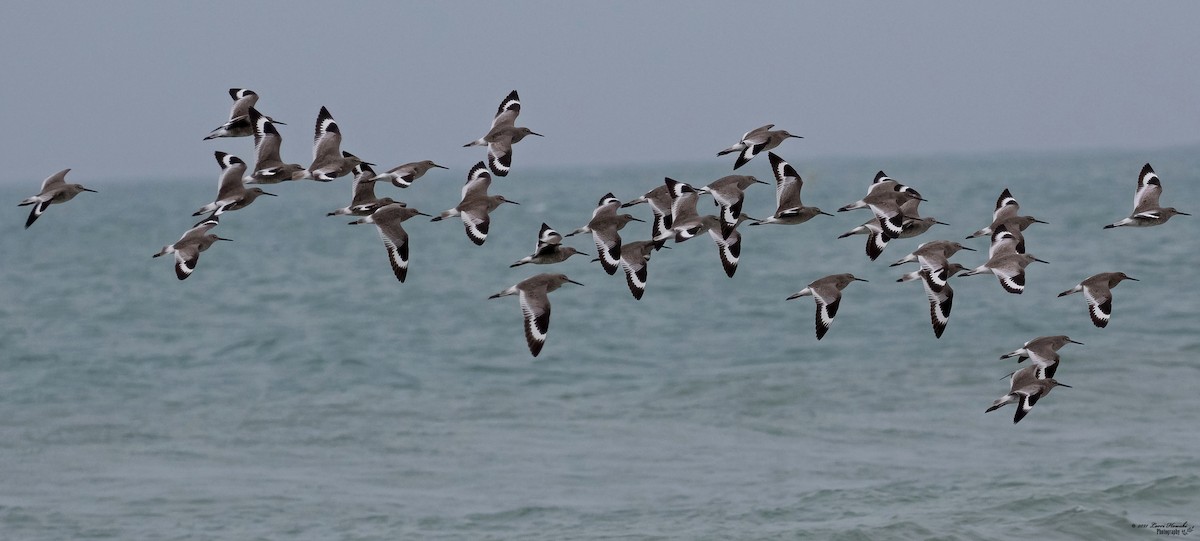Willet - Lorri Howski 🦋