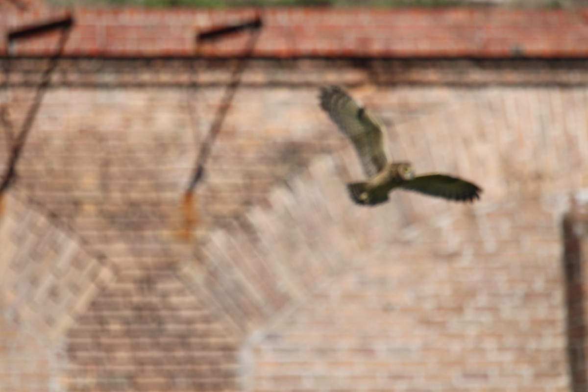 Short-eared Owl (Antillean) - ML331483261