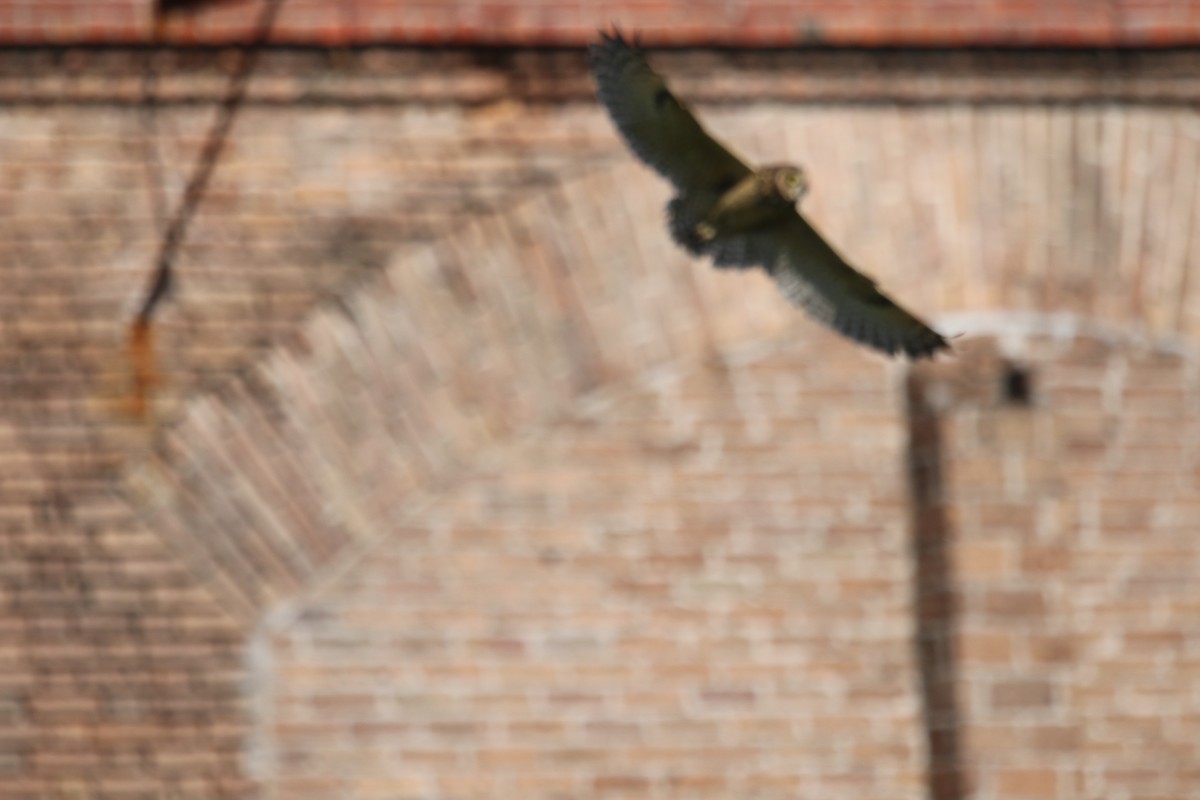 Short-eared Owl (Antillean) - ML331483281