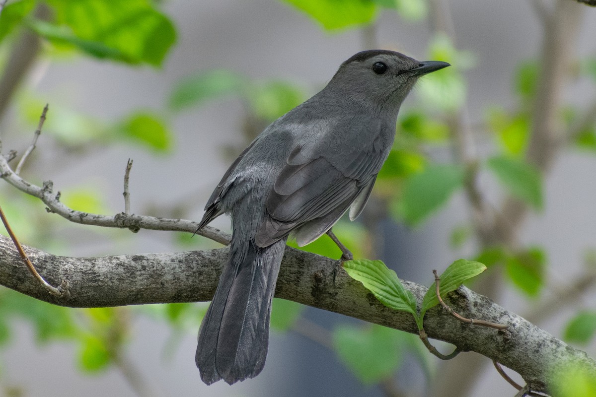 Gray Catbird - Jonathan Strassfeld