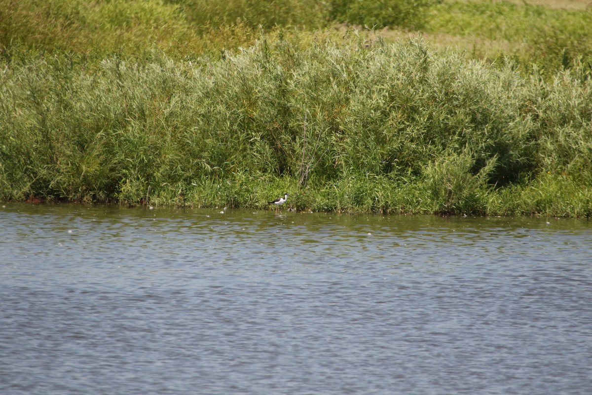 Schwarznacken-Stelzenläufer - ML331484941