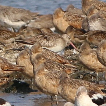 Bar-tailed Godwit - Pete Dunten