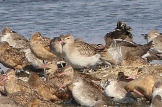 Bar-tailed Godwit - ML33148691