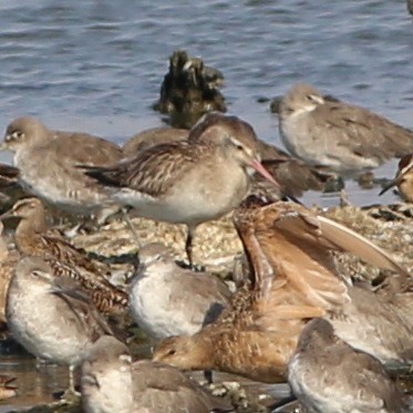 Bar-tailed Godwit - ML33148701