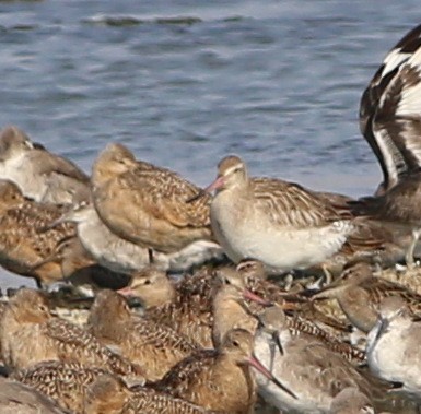 Bar-tailed Godwit - ML33148711