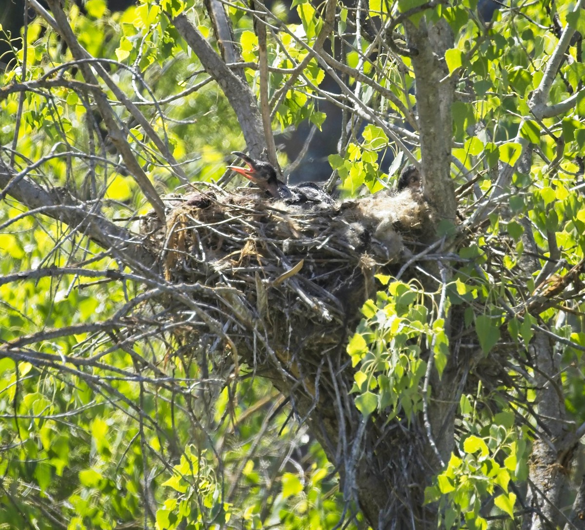 Common Raven - ML331487641