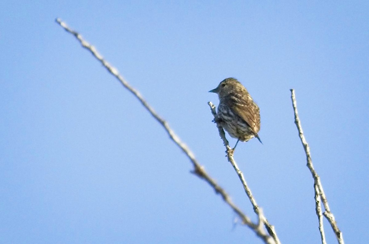 Pine Siskin - ML331487671