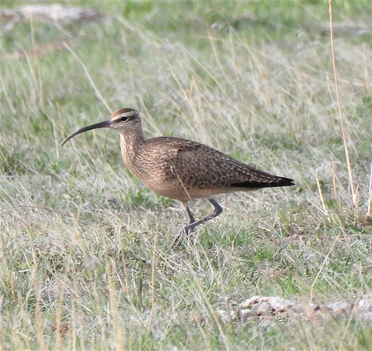 Whimbrel - ML331488551