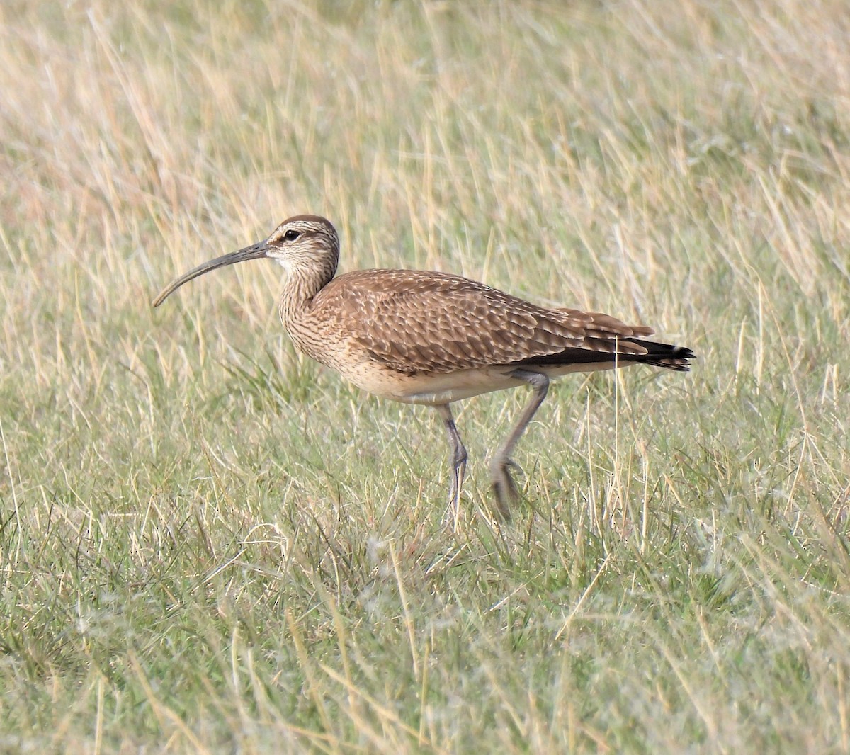 Regenbrachvogel - ML331488621