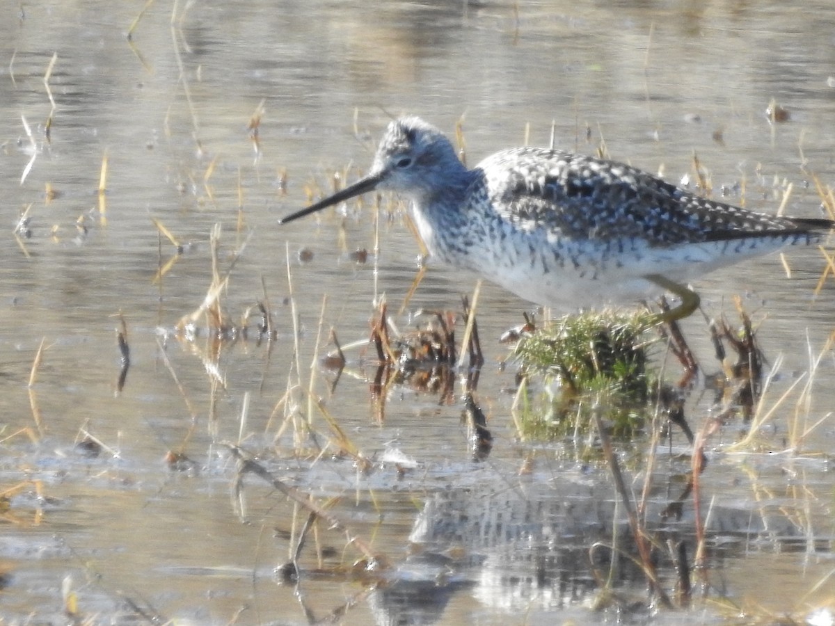 Greater Yellowlegs - ML331491051