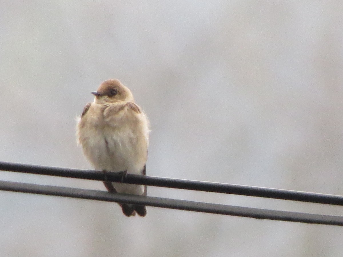 Northern Rough-winged Swallow - ML331492891