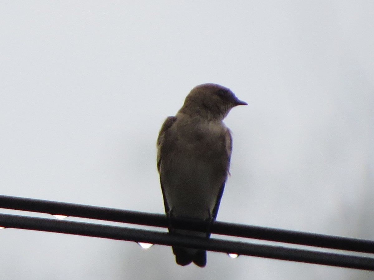 Northern Rough-winged Swallow - ML331493221