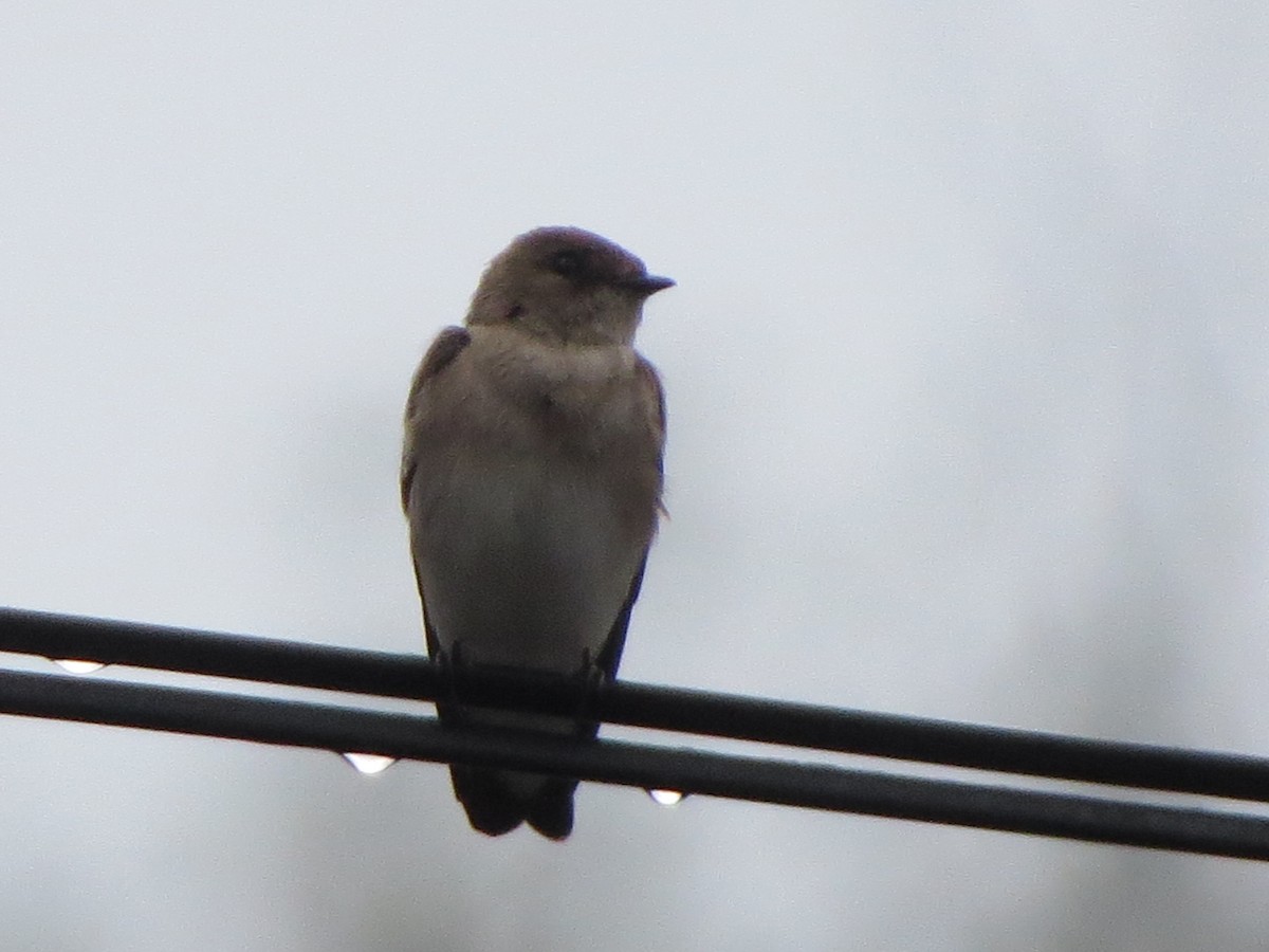 Northern Rough-winged Swallow - ML331493241