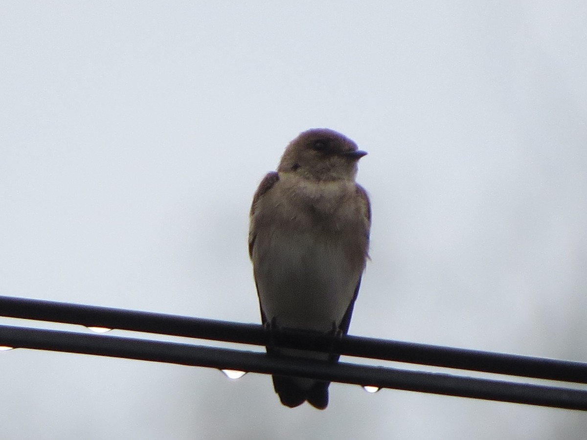 Northern Rough-winged Swallow - ML331493261