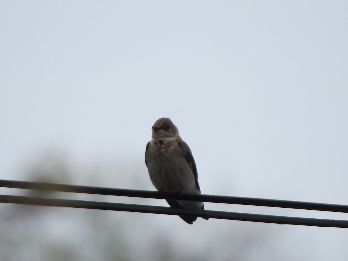 Northern Rough-winged Swallow - ML331493591