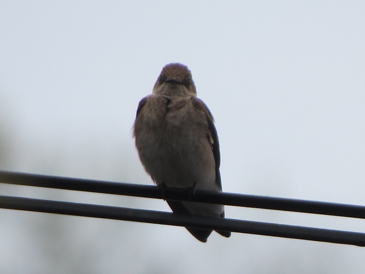 Northern Rough-winged Swallow - ML331493641