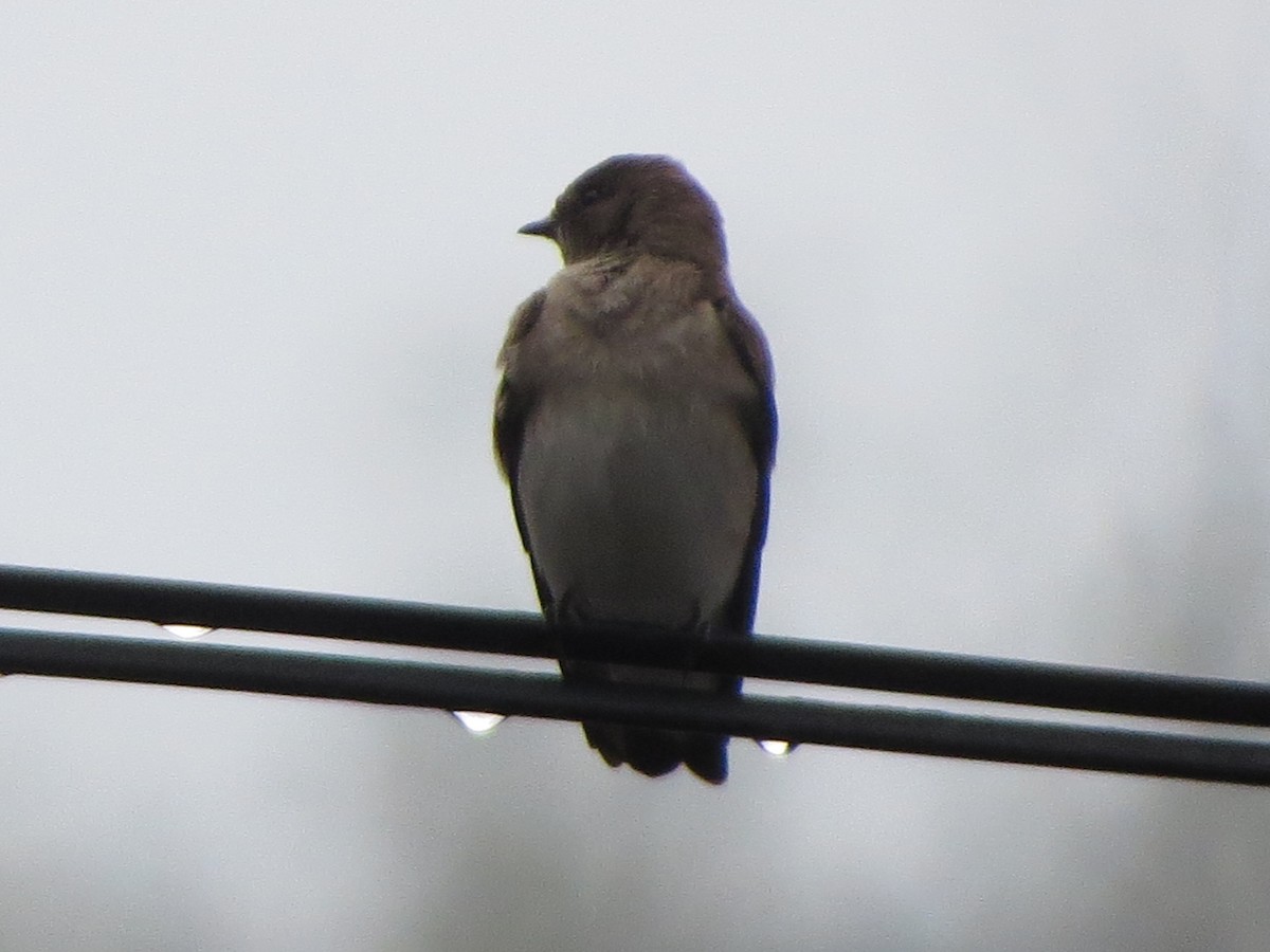 Northern Rough-winged Swallow - ML331493661