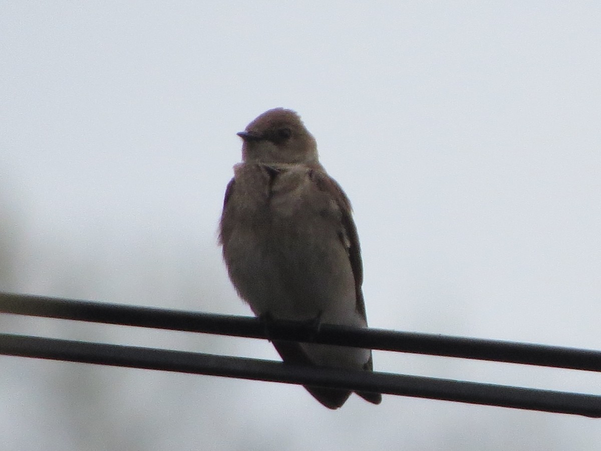Northern Rough-winged Swallow - ML331493701