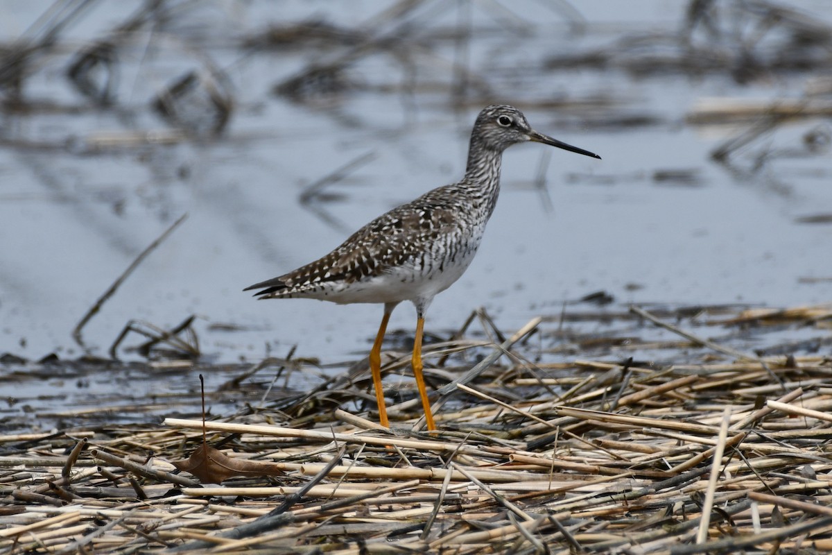 Greater Yellowlegs - Kevin Kelly